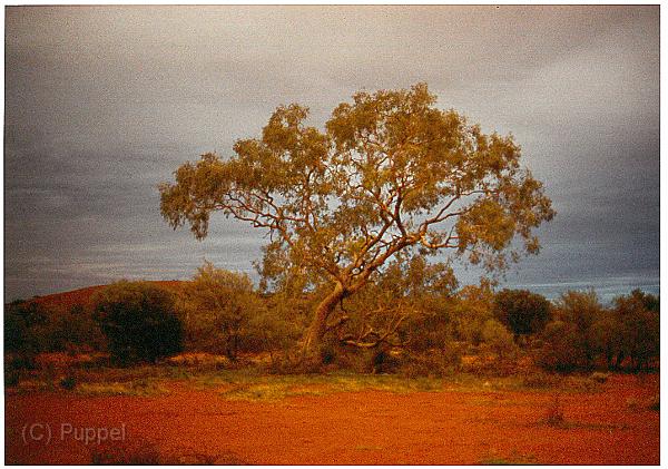 Australien 1998 D1310_s.jpg